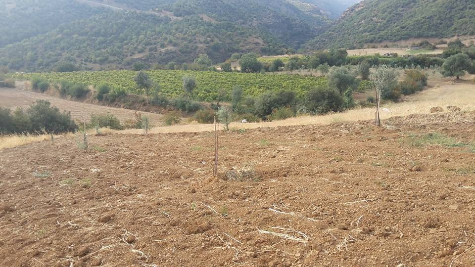 Salihli Karaağaç Köyü Resimleri 4