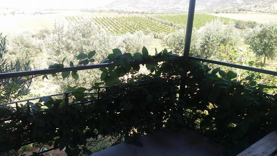 Salihli Karasavcı Köyü Resimleri 2