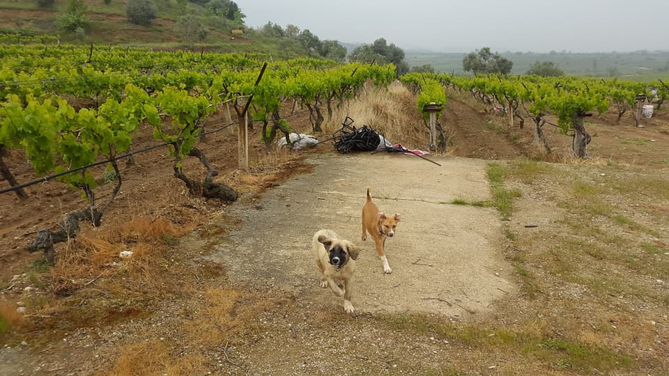 Salihli Kordon Köyü Resimleri 6
