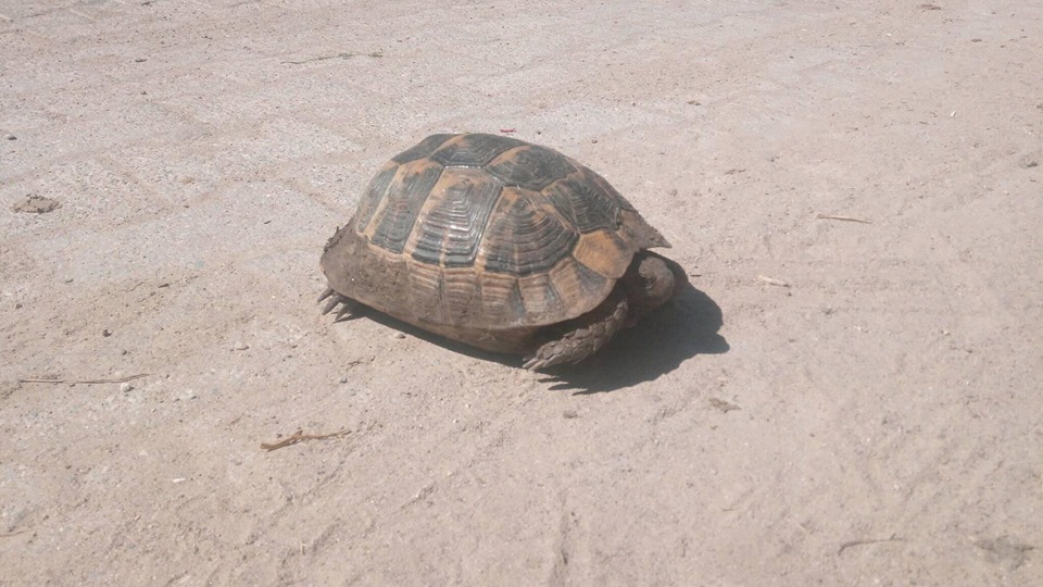 Salihli Kordon Köyü Resimleri 8