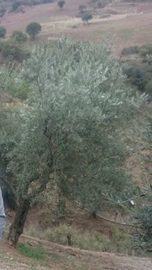 Salihli Köseali Köyü Resimleri 1