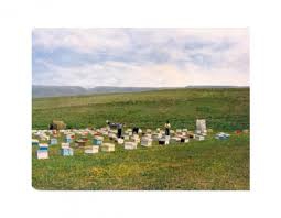 Pasinler Övenler Köyü Resimleri 4