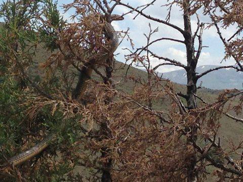 Kelkit  Balkaya  Köyü Resimleri 3