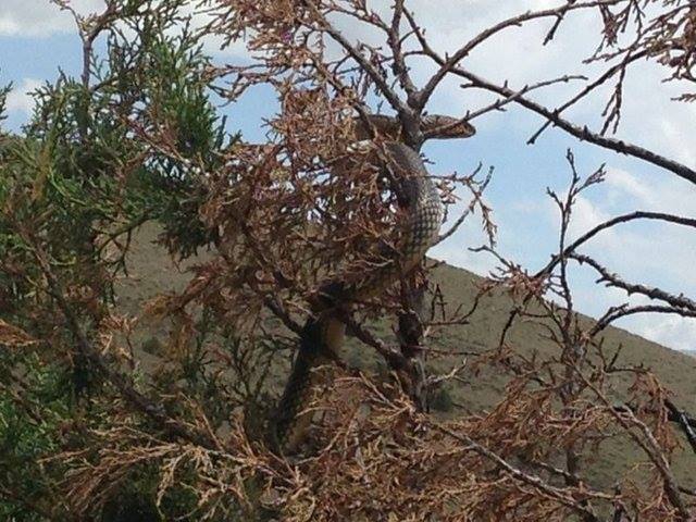 Kelkit  Balkaya  Köyü Resimleri 6