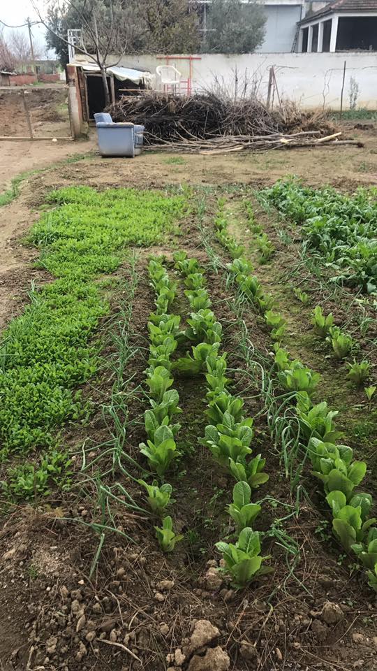 Salihli Torunlu Köyü Resimleri 3