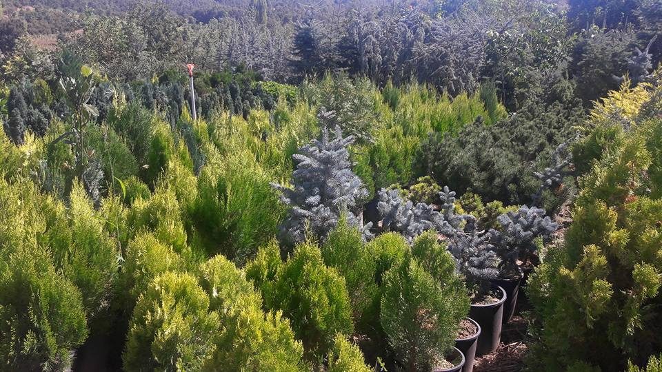 Salihli Yeniköy Köyü Resimleri 6