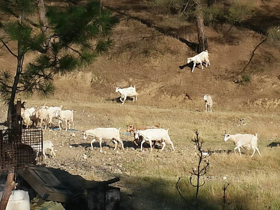 Salihli Yenipazar Köyü Resimleri 11