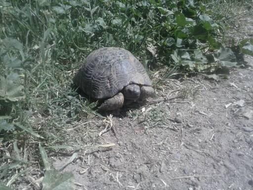 Salihli Yenipazar Köyü Resimleri 5