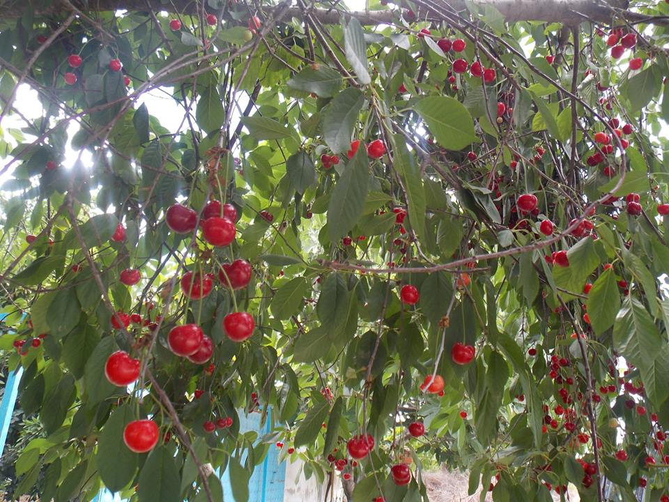 Salihli Yenipazar Köyü Resimleri 6