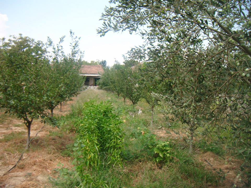 Salihli Yeşilkavak Köyü Resimleri 1