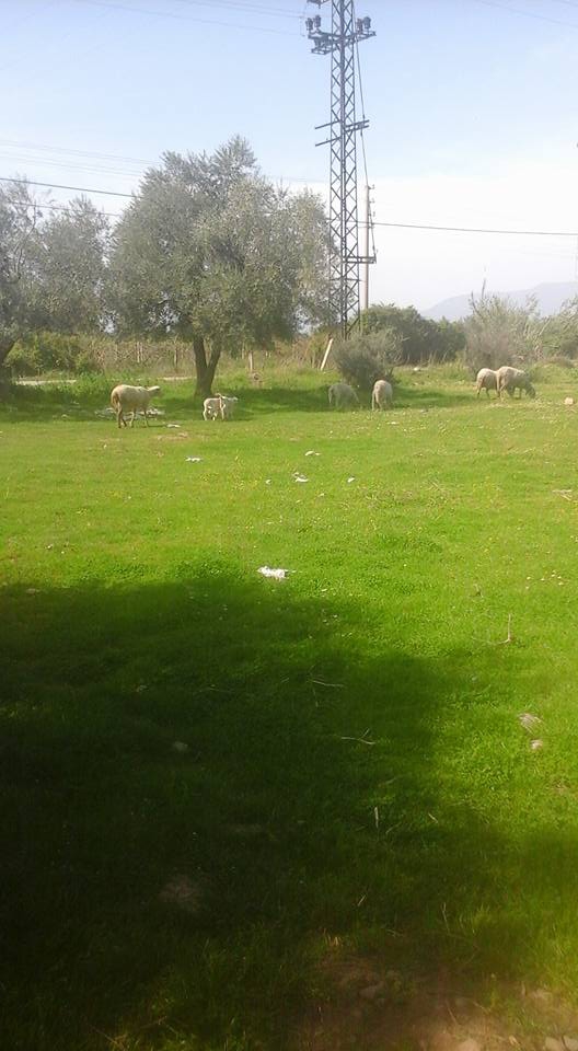 Salihli Yeşilkavak Köyü Resimleri 6