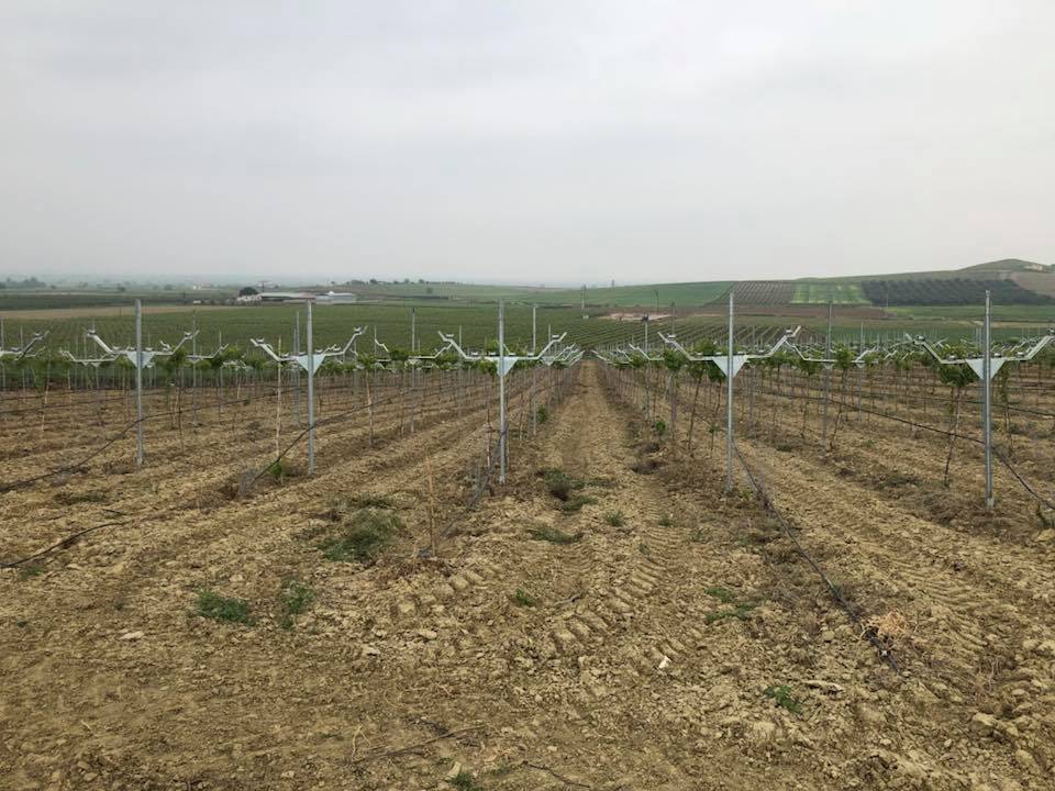 Salihli Yeşilova Köyü Resimleri 2