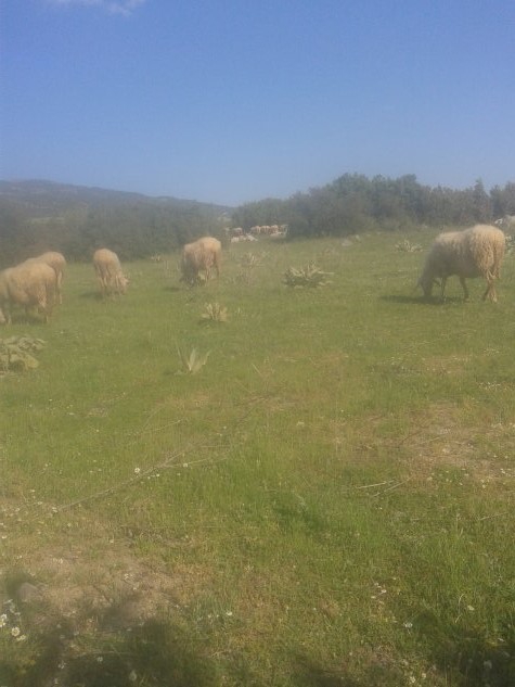 Sarıgöl Güneydamları Köyü Resimleri 3