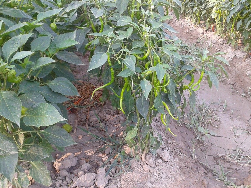 Amasya Taşova Gemibükü Köyü Resimleri 5