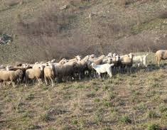 Malkara Demircili Köyü Resimleri 2