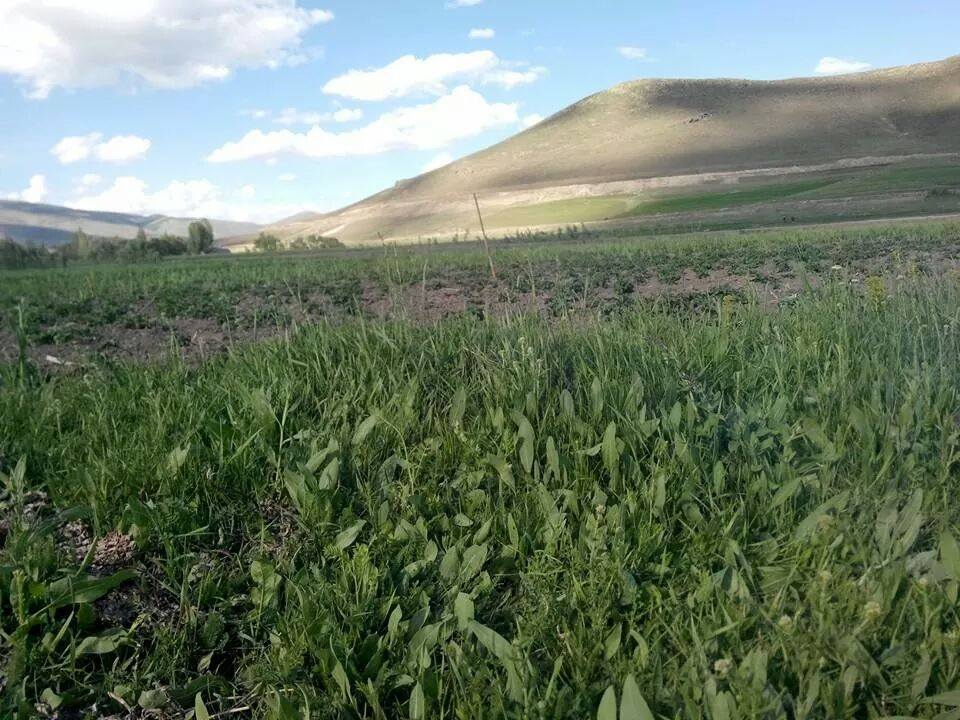 Pasinler Serçeboğazı Köyü Resimleri 1