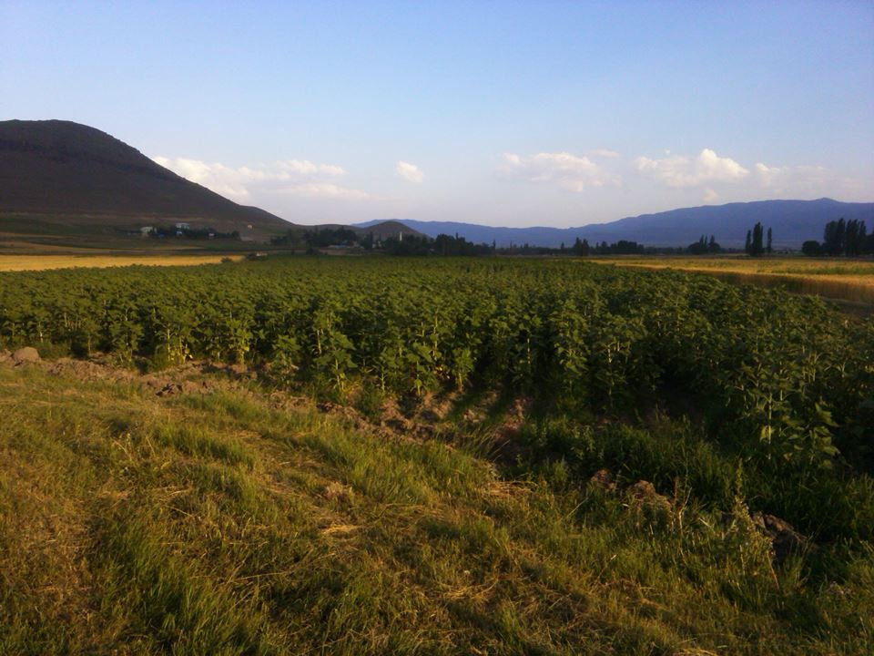 Pasinler Serçeboğazı Köyü Resimleri 5