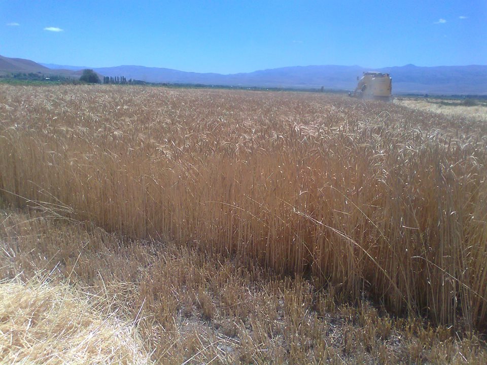 Pasinler Serçeboğazı Köyü Resimleri 7