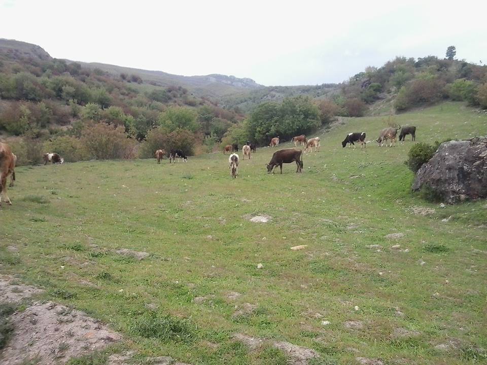 Amasya Taşova Sepetli Köyü Resimleri 30