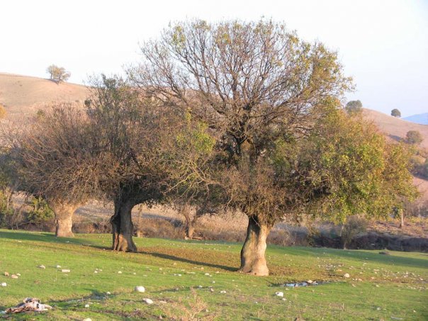 Amasya Taşova Türkmendamı Köyü Resimleri 6