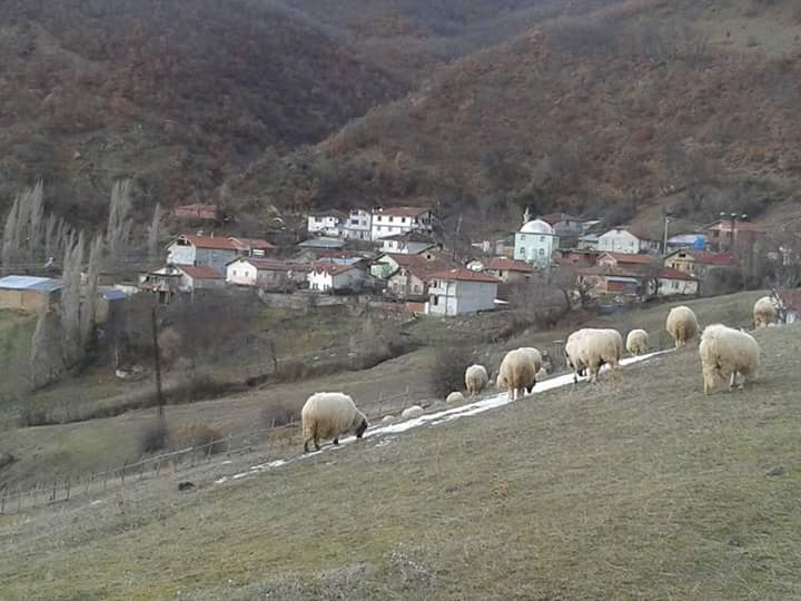 Amasya Taşova Çalkaya Köyü Resimleri 10