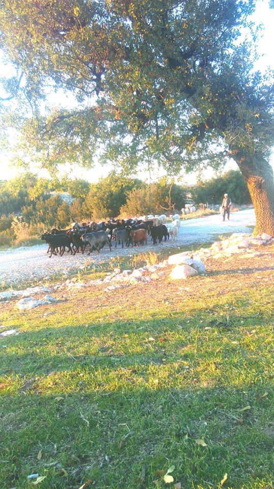 Selendi Avlaşa Köyü Resimleri 11