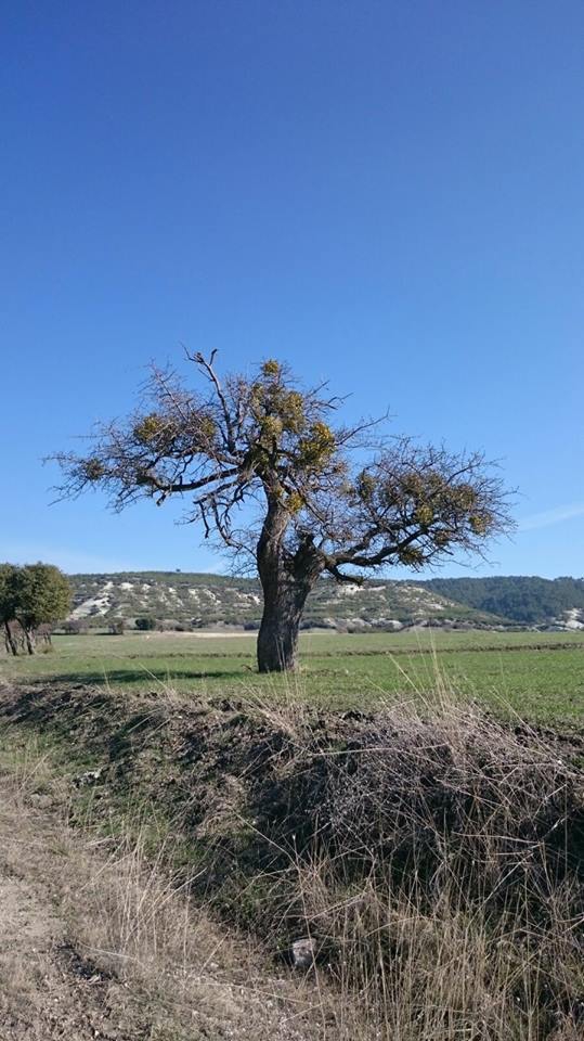 Selendi Beypınar Köyü Resimleri 20