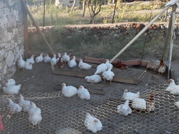 Selendi Çamköy Köyü Resimleri 11