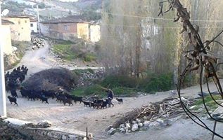 Selendi Çamlıca Köyü Resimleri 7