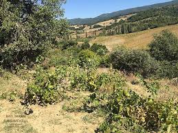 Süleymanpaşa Aşağıkılıçlı Köyü Resimleri 2