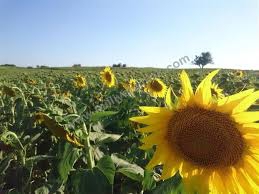 Süleymanpaşa Bıyıkali Köyü Resimleri 8