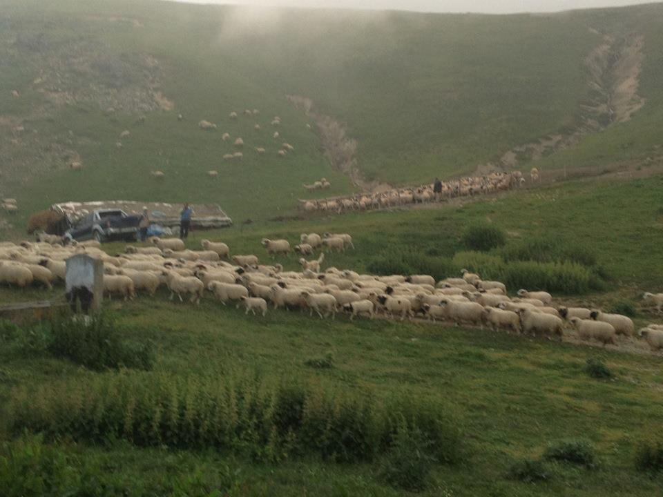 Amasya Taşova Şahinler Köyü Resimleri 2