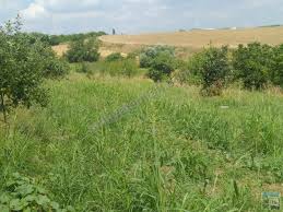 Süleymanpaşa Gazioğlu Köyü Resimleri 1