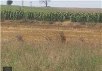 Süleymanpaşa Gündğzlü Köyü Resimleri 3