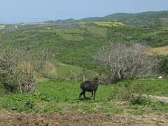 Süleymanpaşa Işıklar Köyü Resimleri 7