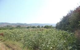 Süleymanpaşa Naipköy Köyü Resimleri 2