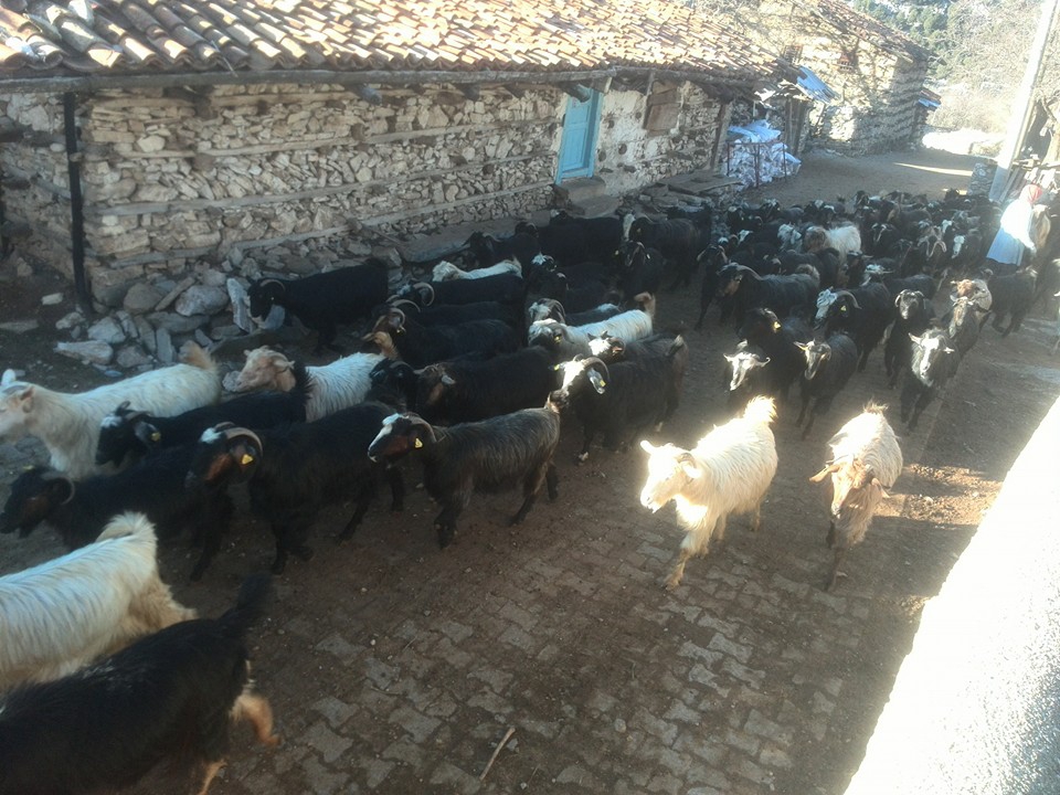 Antalya Akseki Çanakpınar Köyü Resimleri 9