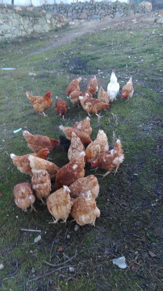 Selendi Hacılar Köyü Resimleri 12