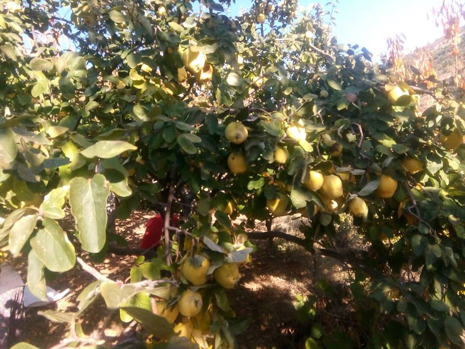 Selendi Hacılar Köyü Resimleri 15