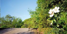 Süleymanpaşa Ormanlı köyü resimleri 3