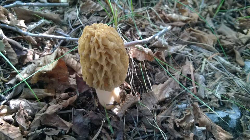 Antalya Akseki Çanakpınar Köyü Resimleri 30