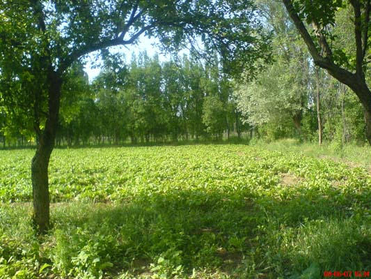 Çorum-Sungurlu Çavuşcu Köyü Resimleri 17