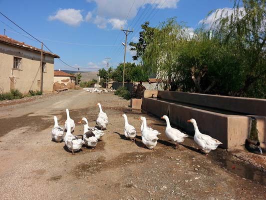 Çorum-Sungurlu Çavuşcu Köyü Resimleri 5