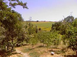 Süleymanpaşa Otmanlı Köyü Resimleri 3