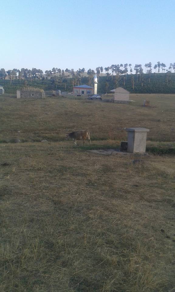 Şenkaya Alıcık Köyü Resimleri 4