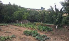 Süleymanpaşa Yağcı Köyü Resimleri 2