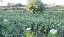 Süleymanpaşa Yağcı Köyü Resimleri 3