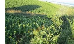 Süleymanpaşa Yağcı Köyü Resimleri 5