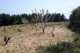 Şarköy Çengelli Köyü Resimleri 4