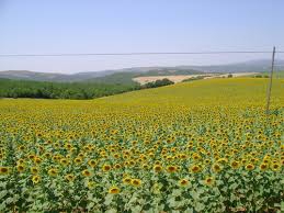 Şarköy Gölcük Köyü Resimleri 1